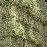 یونجه پرس شده چین امسال درجه یک