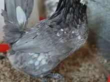 فروش نیمچه مرغ مرغ گلین و برهما در شیپور