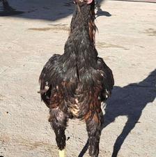 لاری اصیل....