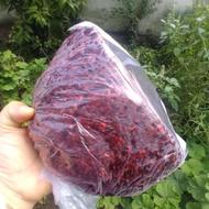 تخم انار نیمه خشک