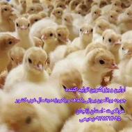 اولین و بزرگترین تولید کننده جوجه