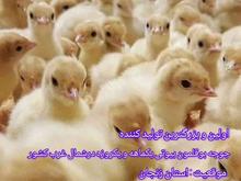 اولین و بزرگترین تولید کننده جوجه در شیپور