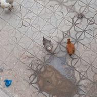 فروش 2عددمرغ تخم گذاروخروس نژاد دار