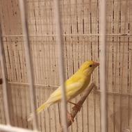 25 عدد جوجه قناری