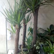 گل و گیاه آپارتمانی