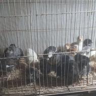 جوجه گلین و کرچ با 10 جوجه