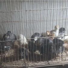 جوجه گلین و کرچ با 10 جوجه