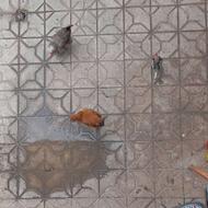 فروش مرغ وخروس