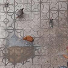 فروش مرغ وخروس