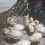 مرغ و خروس گلین و جوجع گلین و بوقلمون بیوتی