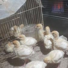 مرغ و خروس گلین و جوجع گلین و بوقلمون بیوتی