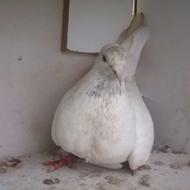 کبوتر پرشی و تزیینی