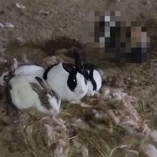 تعدادی خرگوش نر و ماده