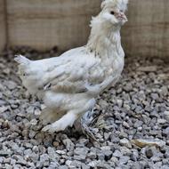 جوجه زینتی کاکول دار