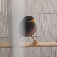 پرنده ی مرغ مینا