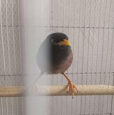 پرنده ی مرغ مینا