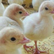 بوقلمون انواع نژاد یک روزه تا یک ماهه