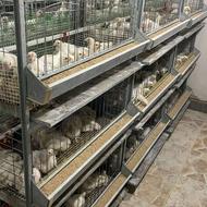 قفس مرغ گوشتی