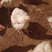 جوجه گوشتی یک ماه