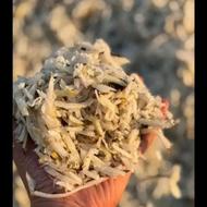 تفاله چغندر