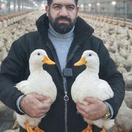 جوجه اردک پکنی - ارزانتر از همه جا