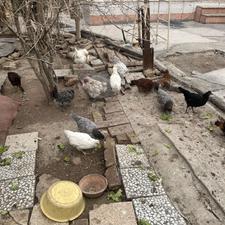 خروس گلین جوان