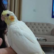 عروس هلندی زیبا