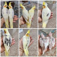 فروش جوجه های سرلاکی تا جفت مولد عروس