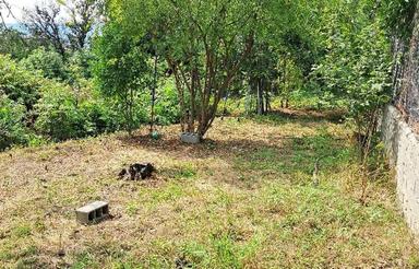 زمین خالی با چند تا درخت حق ساخت دارد مجوز آب برق گاز