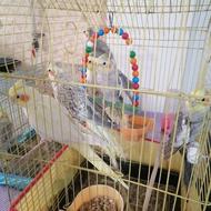 عروس هلندی 8