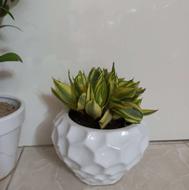 2تاگلدان سرامیکی