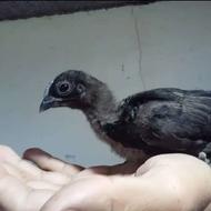 مزرعه جواهر سیاه(جوجه آیام سمانی)