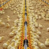 جوجه گوشتی فوق سنگین