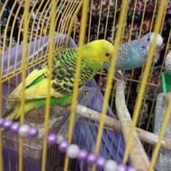 لوازم حیوانات