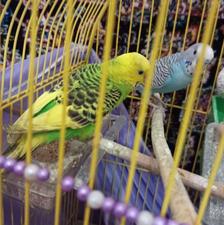 لوازم حیوانات