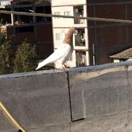 کبوتر کله زرد