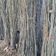 نهال درخت کبوده