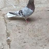 کبوتر پرشی عالی