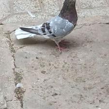 کبوتر پرشی عالی