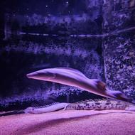 ماهی آباآبا 65 سانت خاص و کمیاب