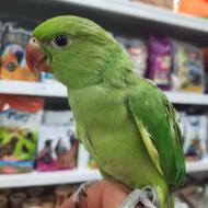 ملنگو سرلاکی در پرنده سرای ابوالفضل