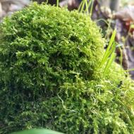 گل آپارتمانی