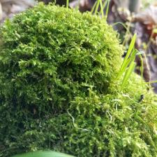 گل آپارتمانی