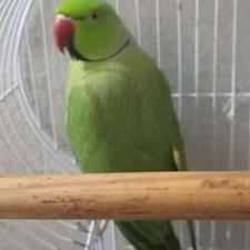 طوطی ملنگو نر آماده تکثیر