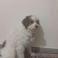 واگذاری سگ نژاد شیتزو