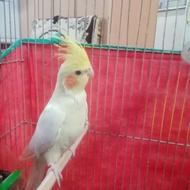 طوطی عروس ماده