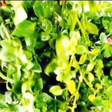 گلیخی1نیممتری