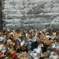 جوجه گلپایگان بیست روزه