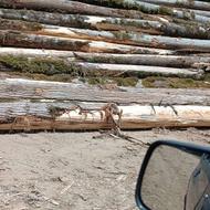 کاشت نهال وپاکتراشی وبر داشت ریشه و برداشت چوب