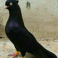 کفتر سو قدیم